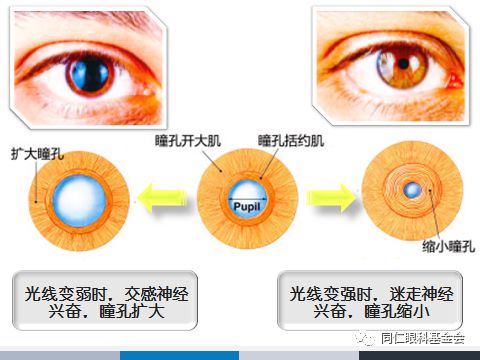 同仁眼科护理团队:认识我们的眼_mm